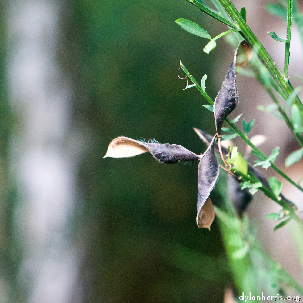 image: This is ‘
flower (ix) 9
’.