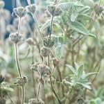 image: Image from the photoset ‘
flower (ix)
’.