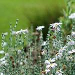 image: Image from the photoset ‘
flower (ix)
’.