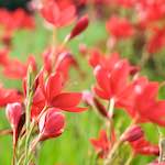 image: Image from the photoset ‘
flower (ix)
’.