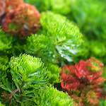 image: Image from the photoset ‘
flower (ix)
’.