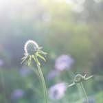 image: Image from the photoset ‘
flower (ix)
’.