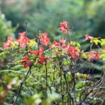 image: Image from the photoset ‘
flower (ix)
’.