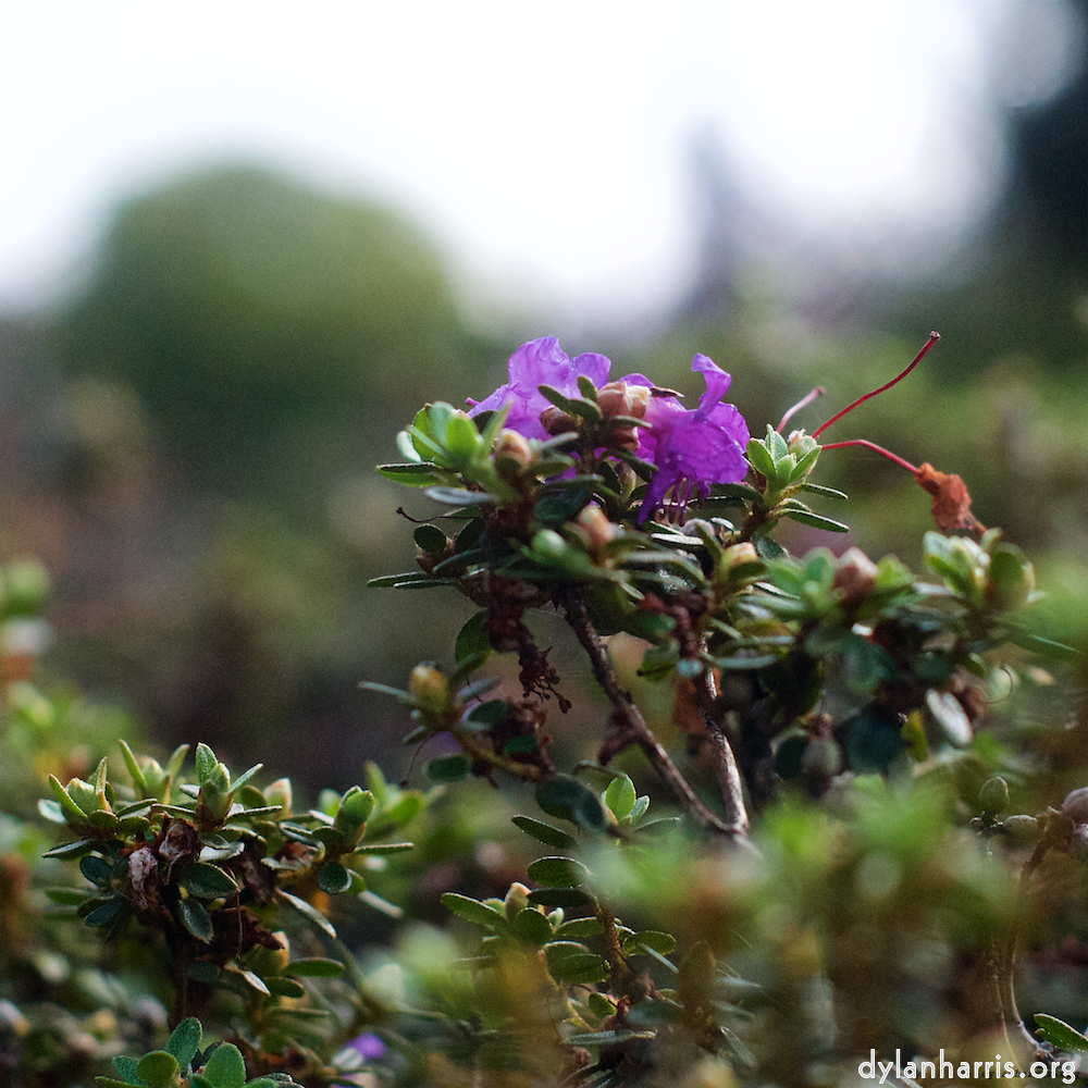 Image: Image 'flower (x) 2'.