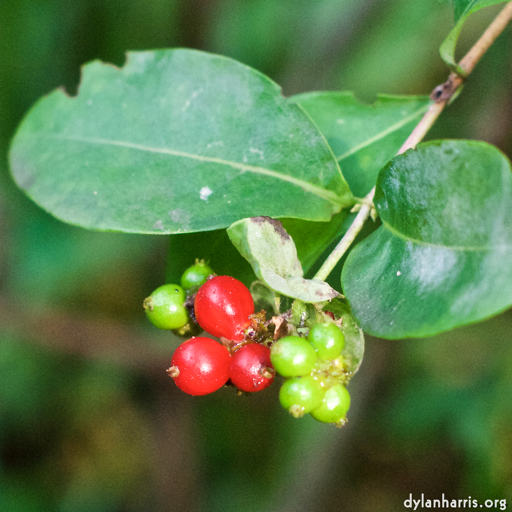 Image: Image 'flower (x) 3'.