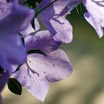 Image: First image from the photoset 'flower (x)'.