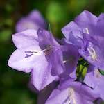 Image: Fourth image from the photoset 'flower (x)'.