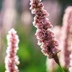 Image: flower (x) photoset