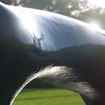 image: Image from the photoset ‘
yorkshire (xiv)
’.