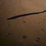 image: Image from the photoset ‘
alnmouth (iii)
’.