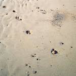 image: Image from the photoset ‘
alnmouth (iii)
’.