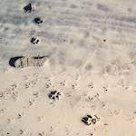 image: Image from the photoset ‘
alnmouth (iii)
’.