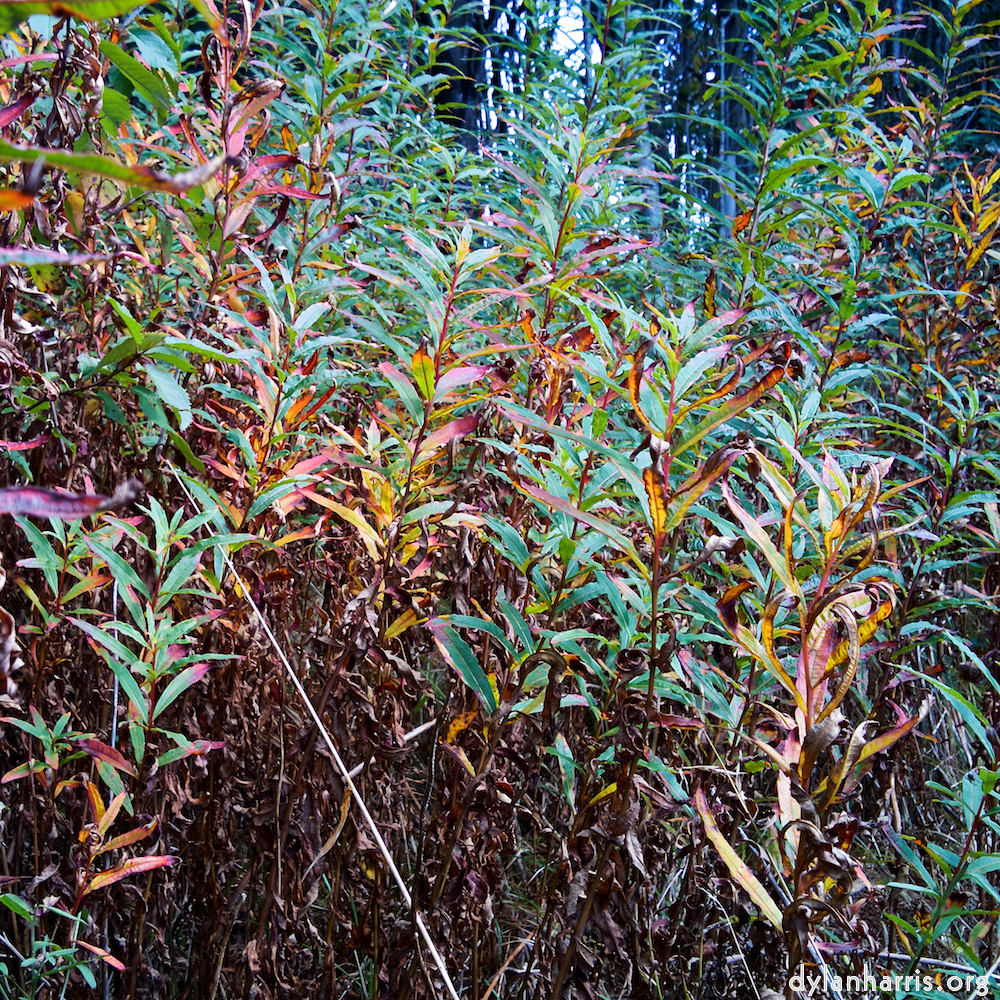 Image: Image 'north (iv) 2'.