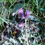 Image: Third image from the photoset 'north (iv)'.