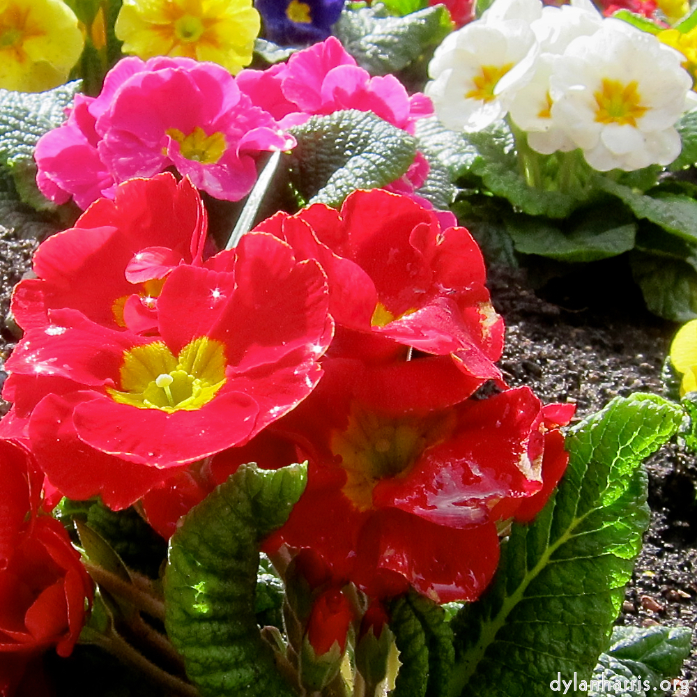 Image: Image 'escher blummen (lxxviii) 1'.