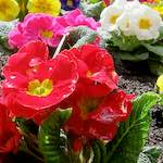 Image: First image from the photoset 'escher blummen (lxxviii)'.