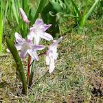 Image: Second image from the photoset 'escher blummen (lxxviii)'.