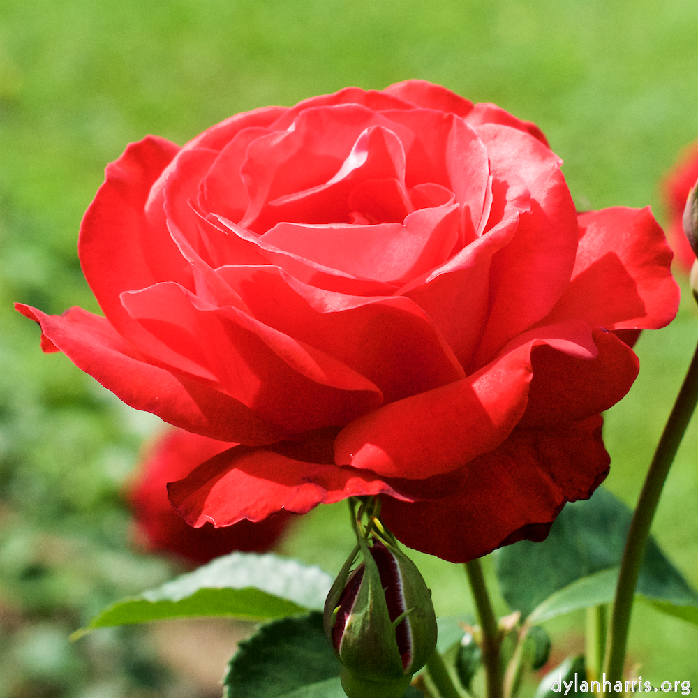 Image: Image 'escher blummen (xx) 1'.