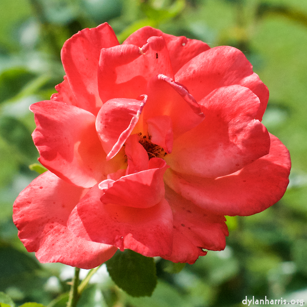 Image: Image 'escher blummen (xx) 2'.