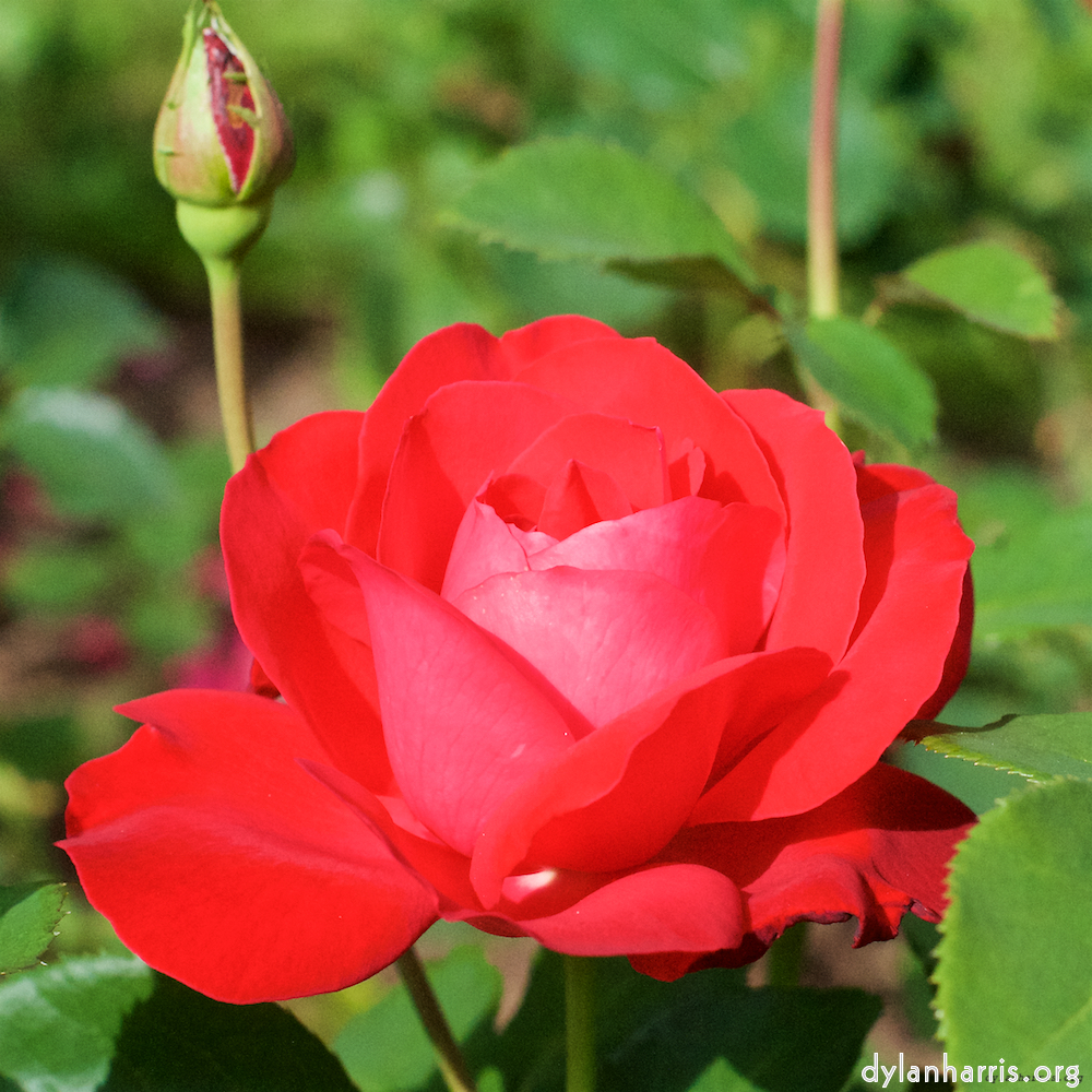 Image: Image 'escher blummen (xx) 3'.