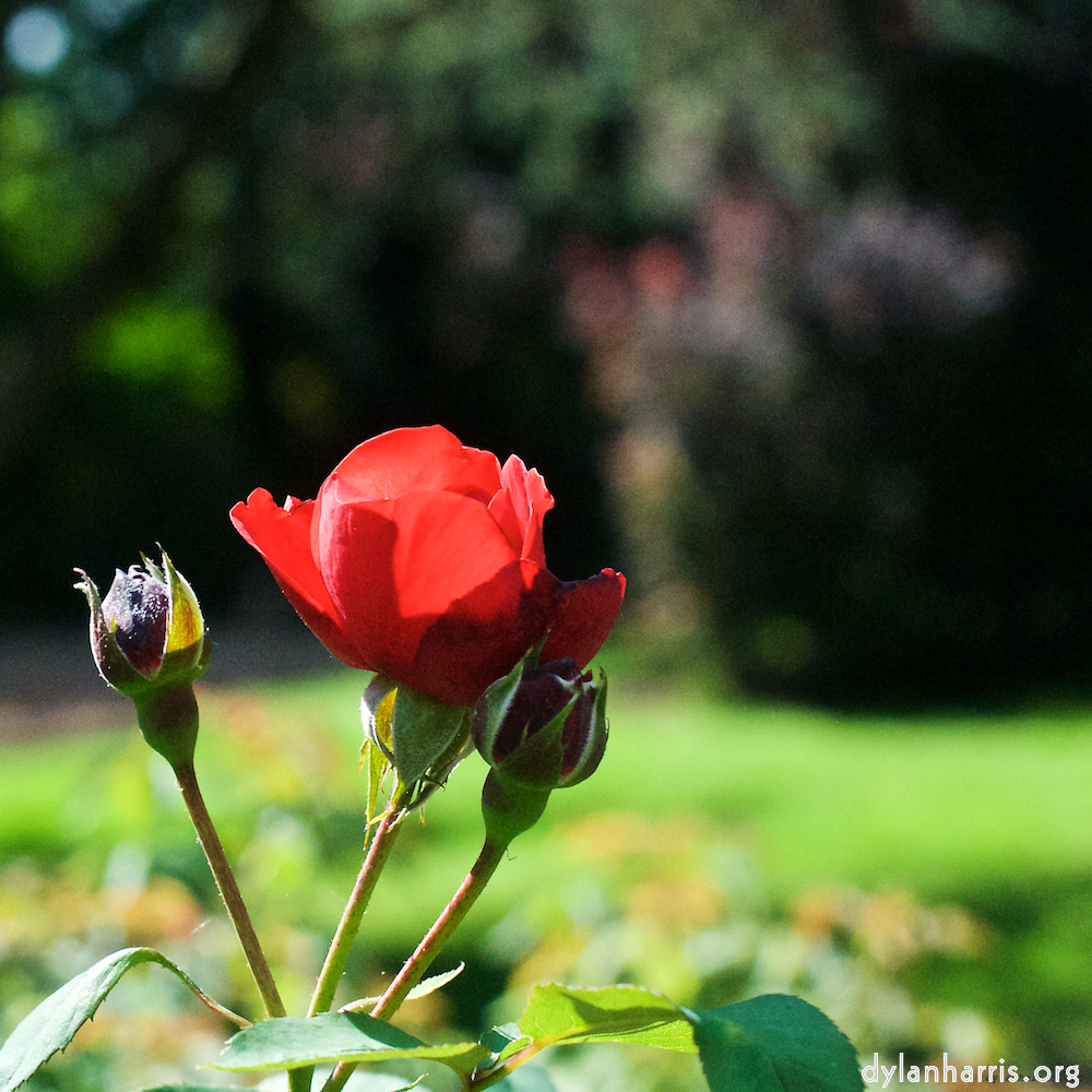 Image: Image 'escher blummen (xx) 5'.