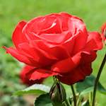 Image: First image from the photoset 'escher blummen (xx)'.