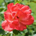 Image: Second image from the photoset 'escher blummen (xx)'.