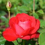 Image: Third image from the photoset 'escher blummen (xx)'.