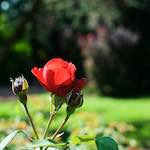 Image: Fifth image from the photoset 'escher blummen (xx)'.