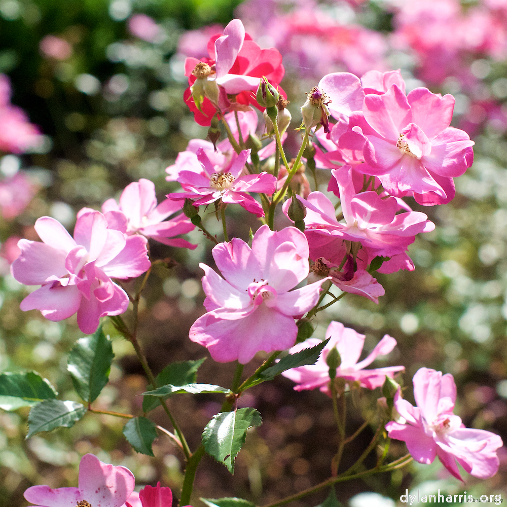 Image 'flower (xxi) 2'.