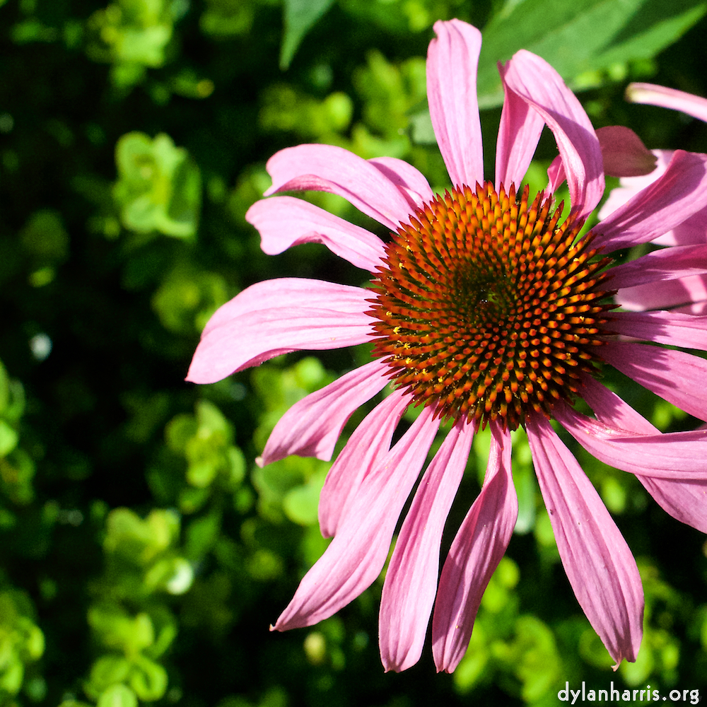 de moz blog — Paul Kohl