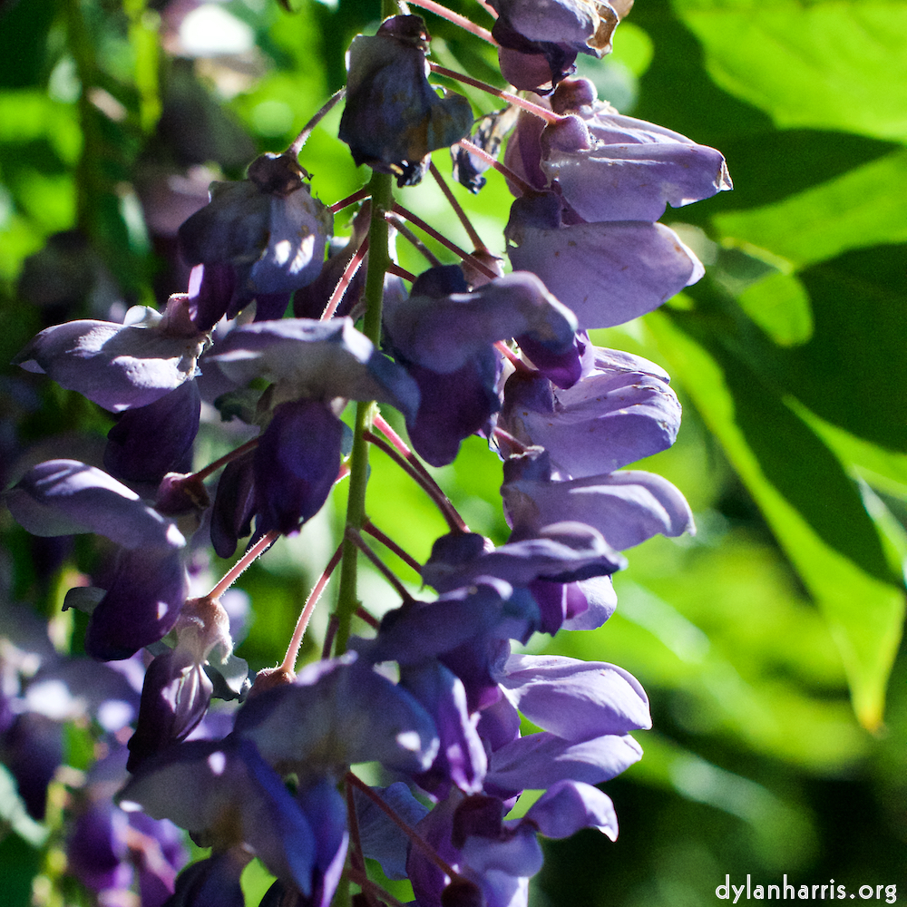 image: This is ‘
escher blummen (xxi) 4
’.