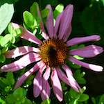 image: Image from the photoset ‘
escher blummen (xxi)
’.