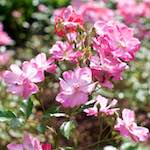 image: Image from the photoset ‘
escher blummen (xxi)
’.