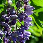 image: Image from the photoset ‘
escher blummen (xxi)
’.