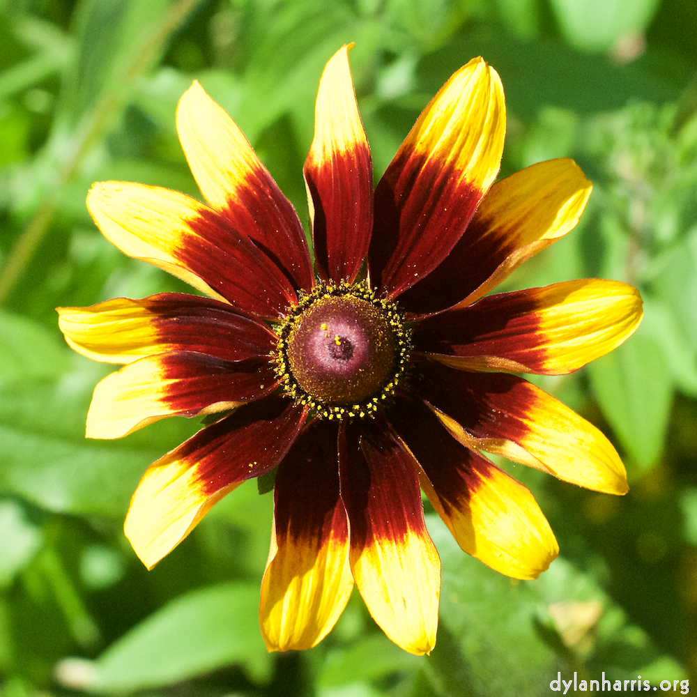 de moz blog — poets