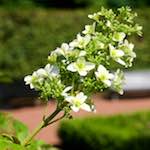 Fourth image from the photoset 'flower (xxii)'.