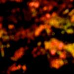 image: Image from the photoset ‘
parc (v)
’.