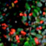 image: Image from the photoset ‘
parc (v)
’.