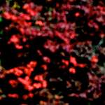 image: Image from the photoset ‘
parc (v)
’.