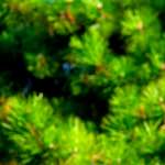 image: Image from the photoset ‘
parc (v)
’.