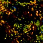 image: Image from the photoset ‘
parc (v)
’.