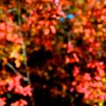 image: Image from the photoset ‘
parc (v)
’.