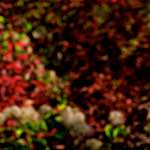 image: Image from the photoset ‘
parc (v)
’.