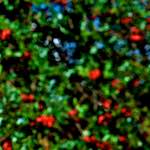 image: Image from the photoset ‘
parc (v)
’.