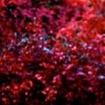 image: Image from the photoset ‘
parc (v)
’.