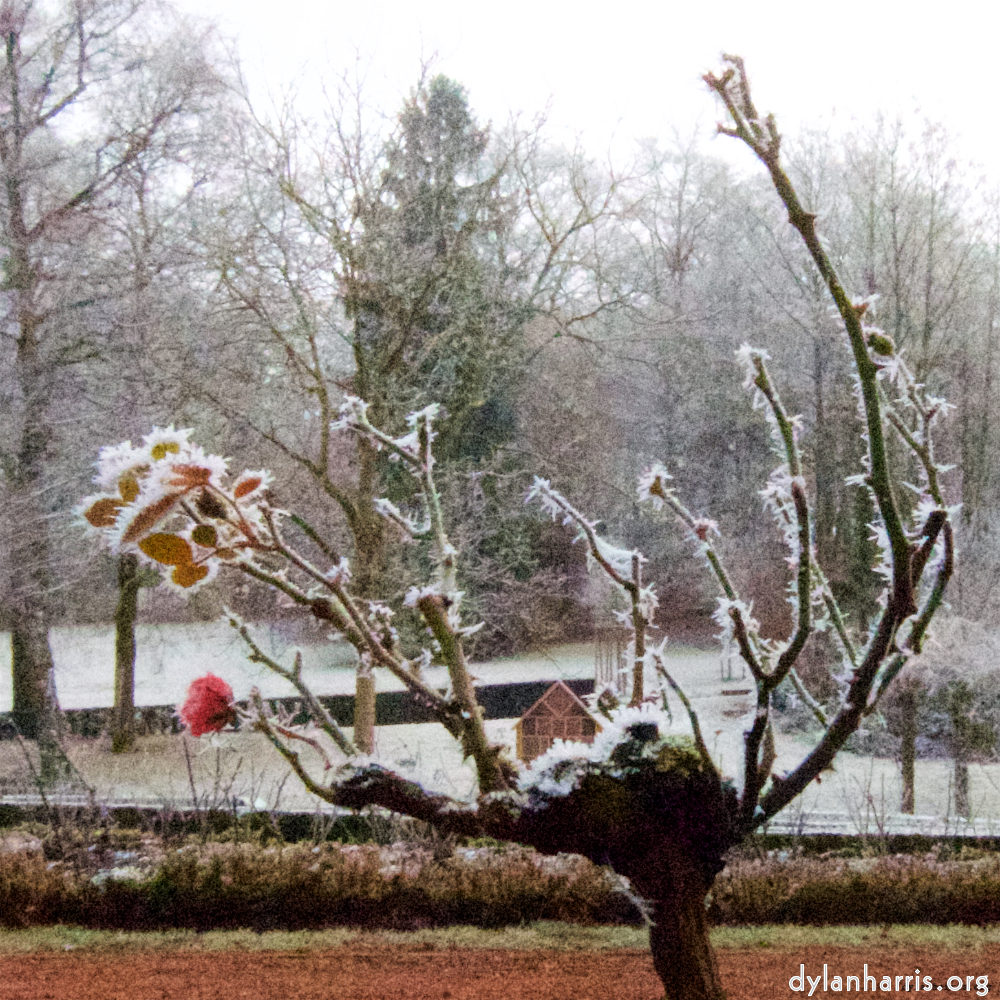 Image 'esch–sur–alzette (x) 1', at Escher Déierepark, of a male goat with a near–circular horn.