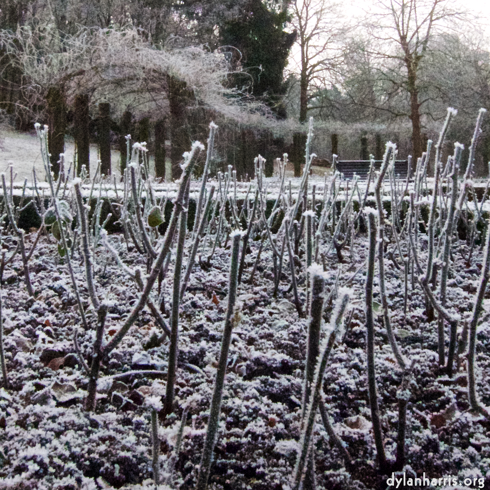 Image 'esch–sur–alzette (x) 6', of daffodils.