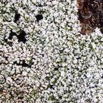 Fourth image of Escher Déierepark, from the photoset 'esch–sur–alzette (x)'.