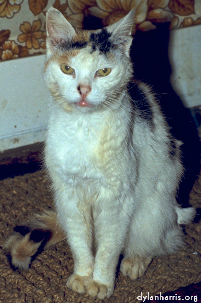 image: This is ‘
55 3
’.